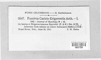 Puccinia caricis-erigerontis image